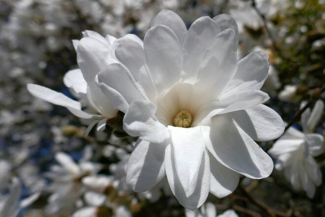 Weiß und Mittagssonne