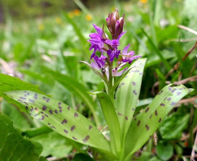Heute entdeckt: Knabenkraut
