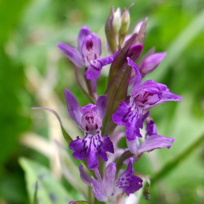 In den Rachen geschaut