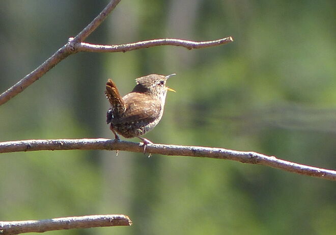 Trällernder Zaunkönig
