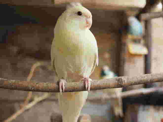Pascha in weißem Gewand