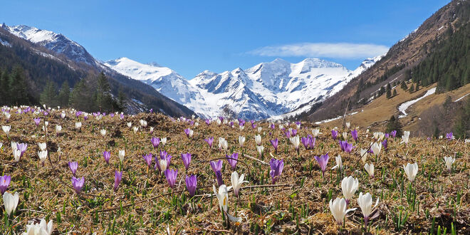 Violett - Weißer - Genuss