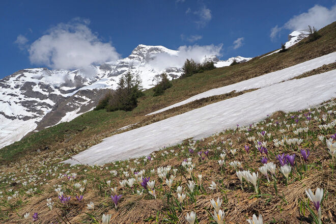 Frühling im Gebirge