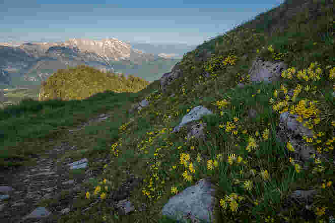 Ein Blütenmeer am Trattberg