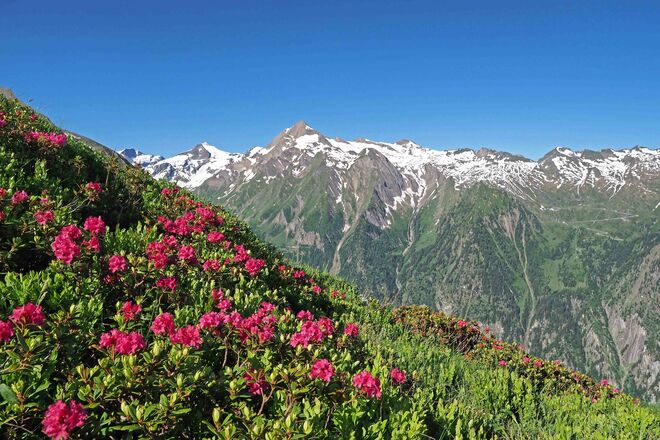 Blütenpracht im Gebirge
