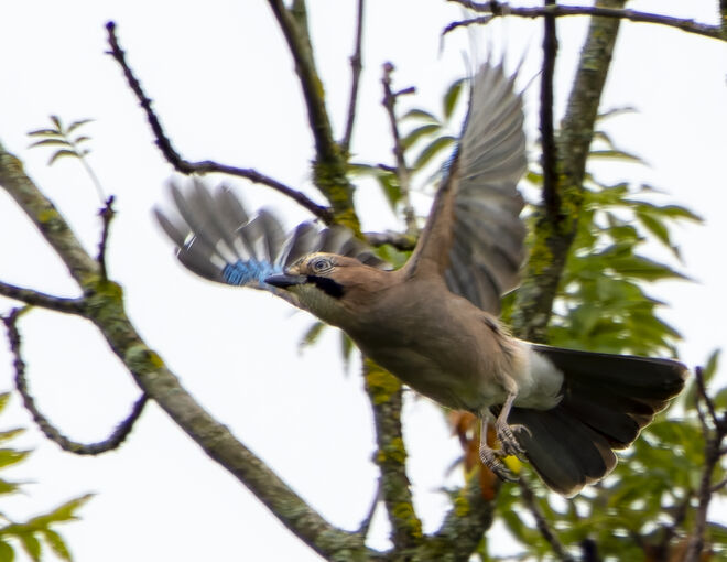 dann war der Eichelhäher wieder weg...