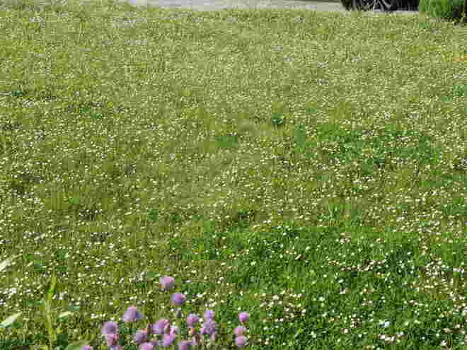 Blümchenwiese - kein