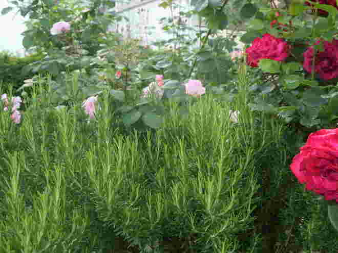 Rosen und Rosmarin . . .