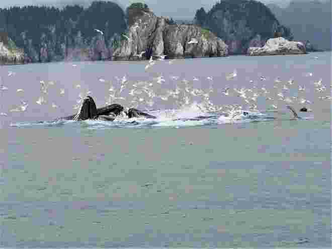 "Whalewatching" - Wale (1)