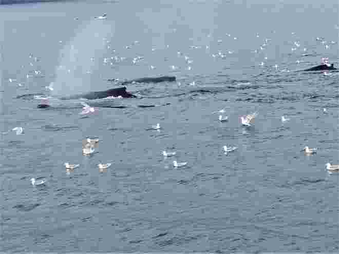 "Whalewatching" - Wale (2)