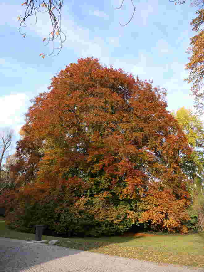 Prachtvoller Herbstabschied