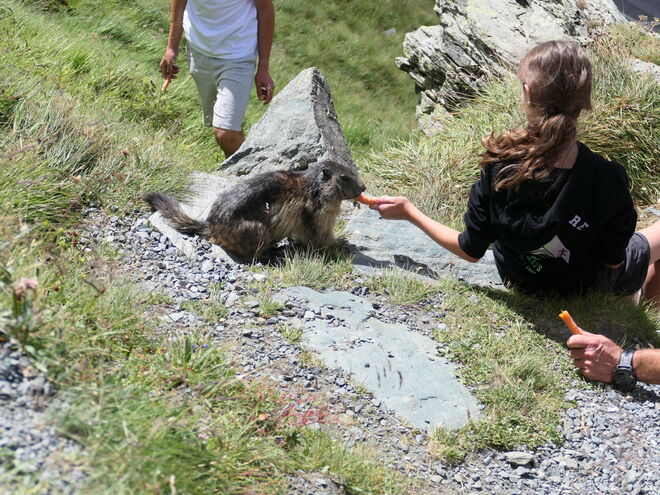 Eine Möhre Eintritt
