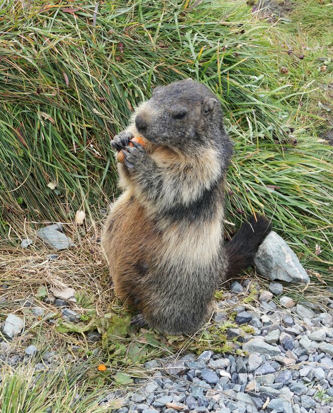 "Eintrittsgeld" schmeckt