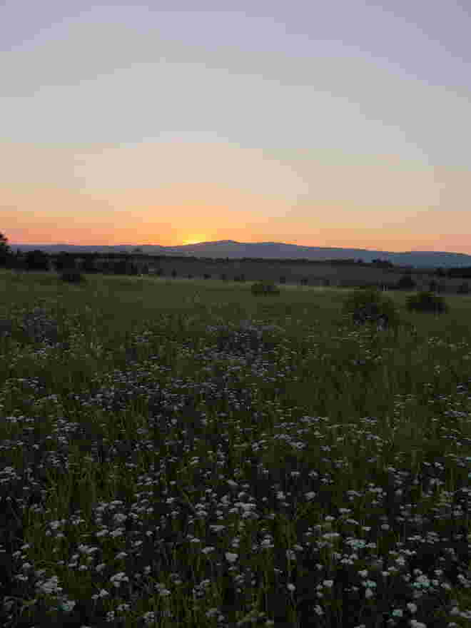 Blühen nach Sonnenuntergang