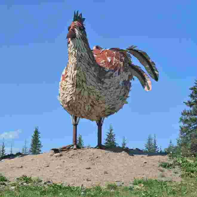 Chicken (US-6)