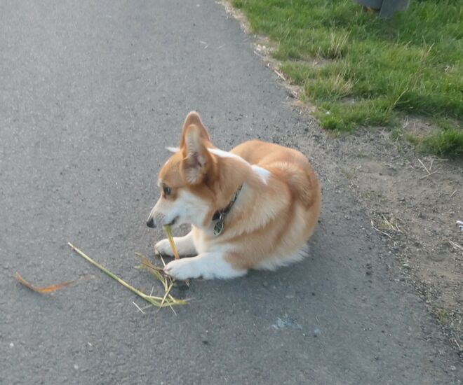 Wendy - eine Vegetarierin