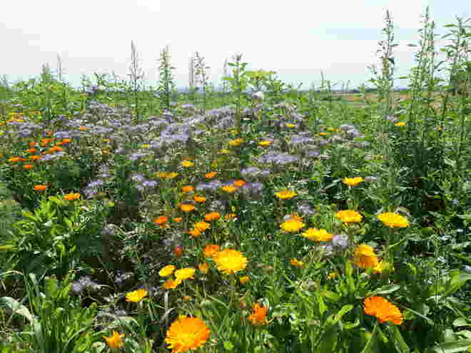 Schöne Ökologie: Blumenpracht im Rain