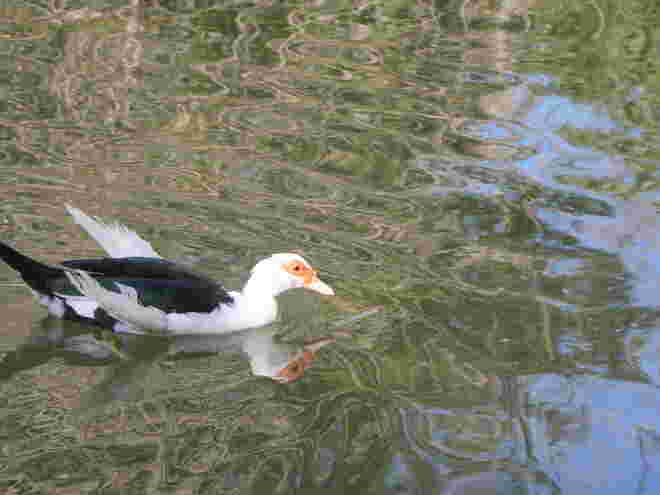 Schwimmen auf "chaotischem" Wasser