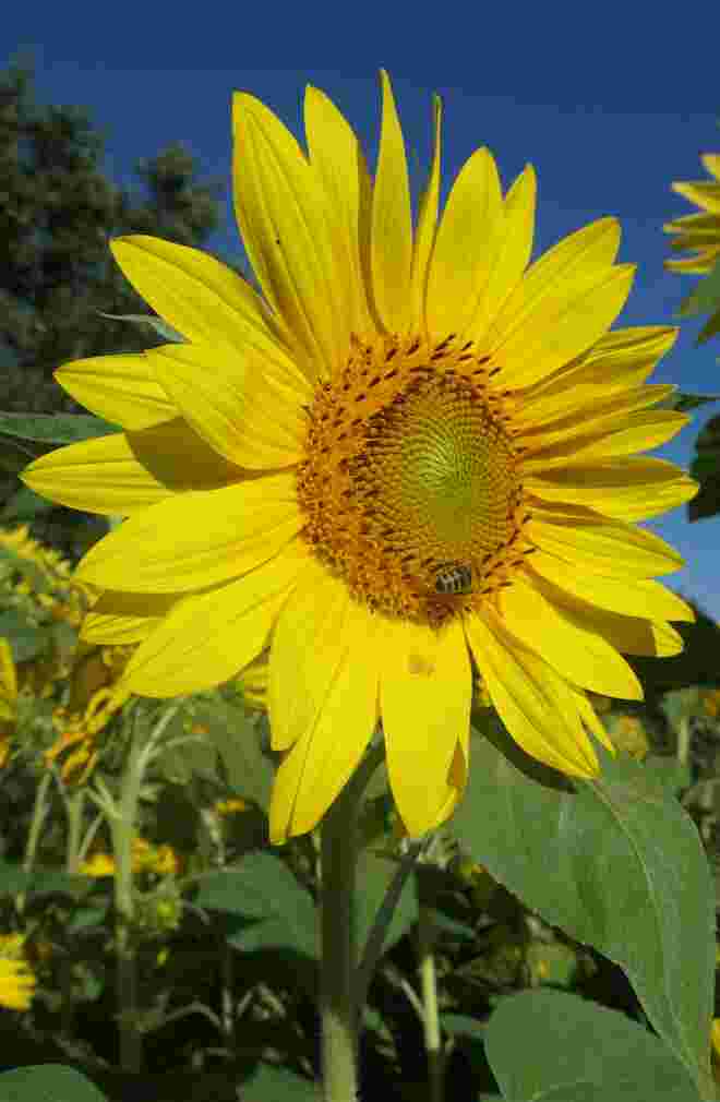 Sonnenblume am Sonnentag