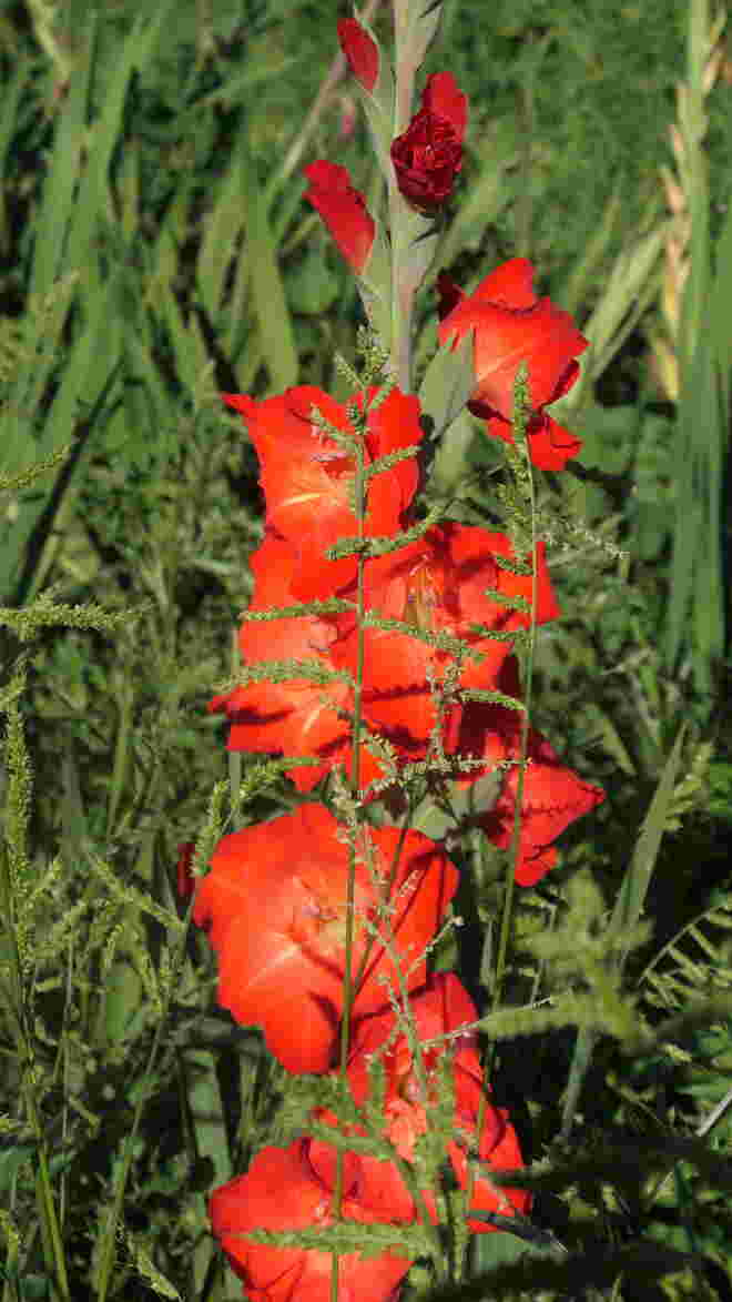 Hinterm Vorhang