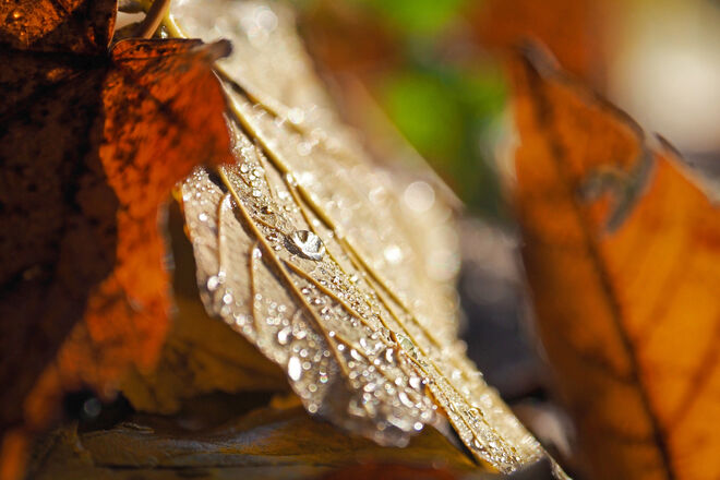 Die Schönheit des Vergänglichen