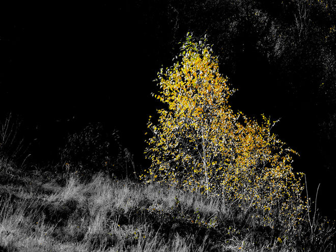 Reduktion auf das Herbstgold