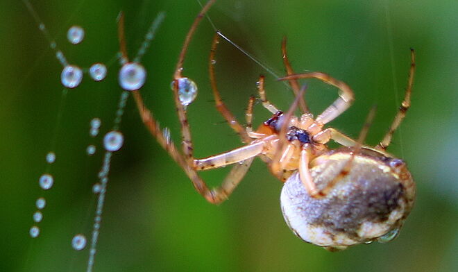"PERLENKETTENPRODUKTIONSWERKSTÄTTE"