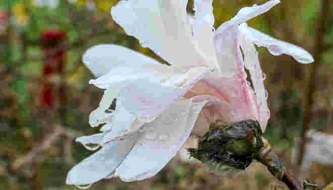 Sternmagnolie im Regen (2)