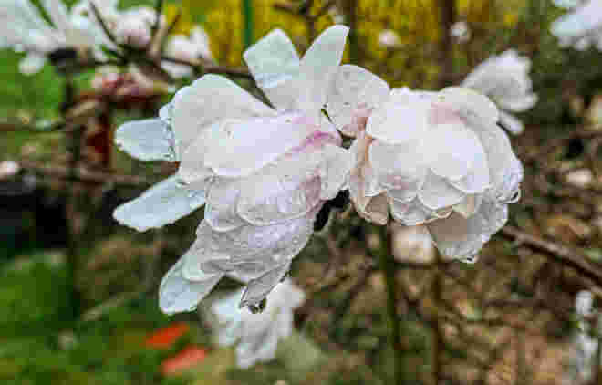 Sternmagnolie im Regen (1)