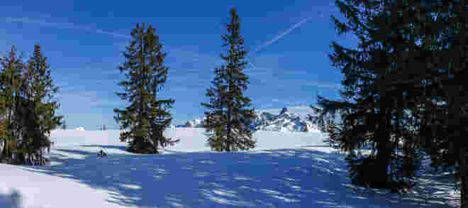 Bischofsmütze 