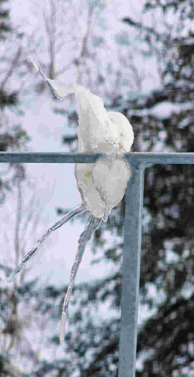 Eisvogel
