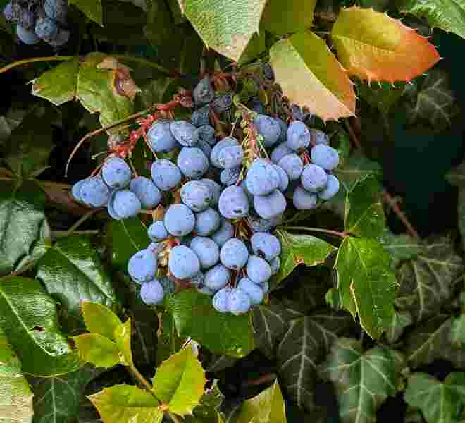 . . . Farben in der Hecke . . .