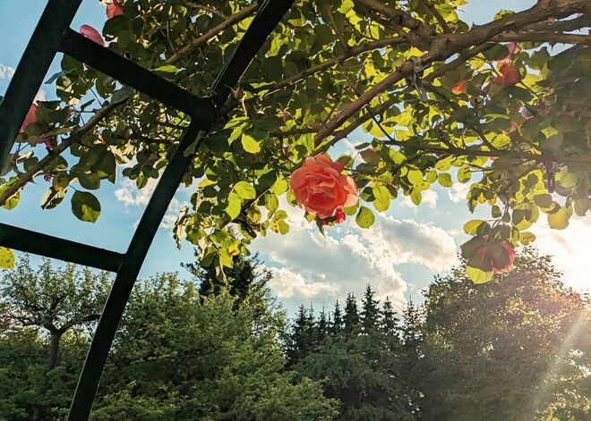 . . . ein Sonnenmoment unterm Rosenbogen . . . . 