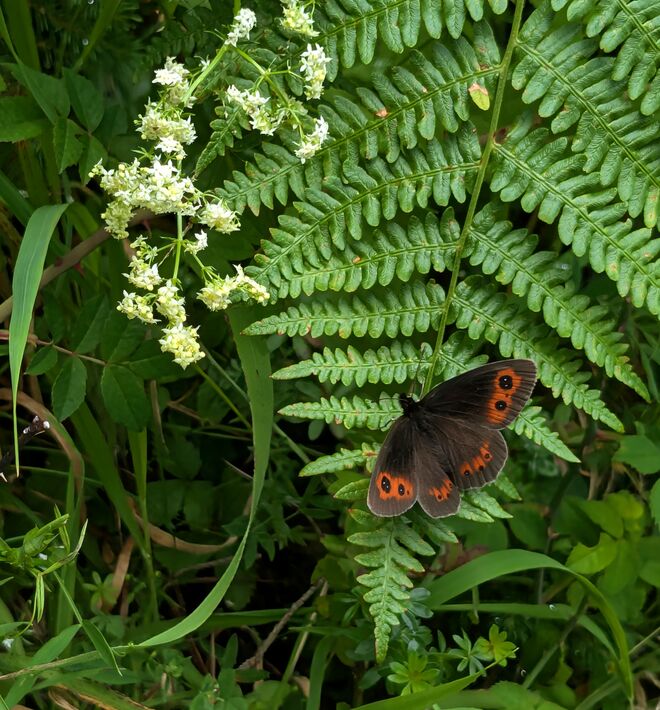 . . . am Wegrand entlang . . . 