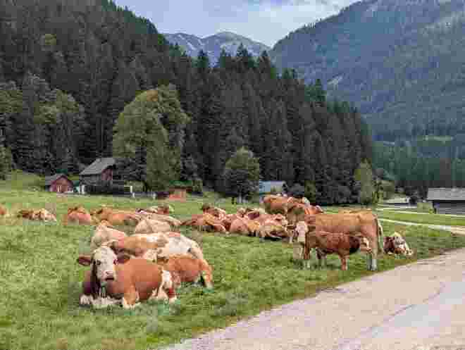 Wiederkäuer 