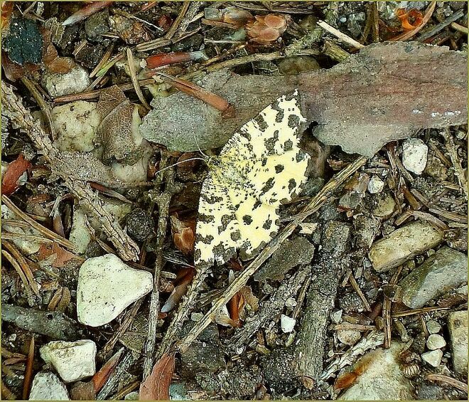 . . . quirrliger Kleinschmetterling
