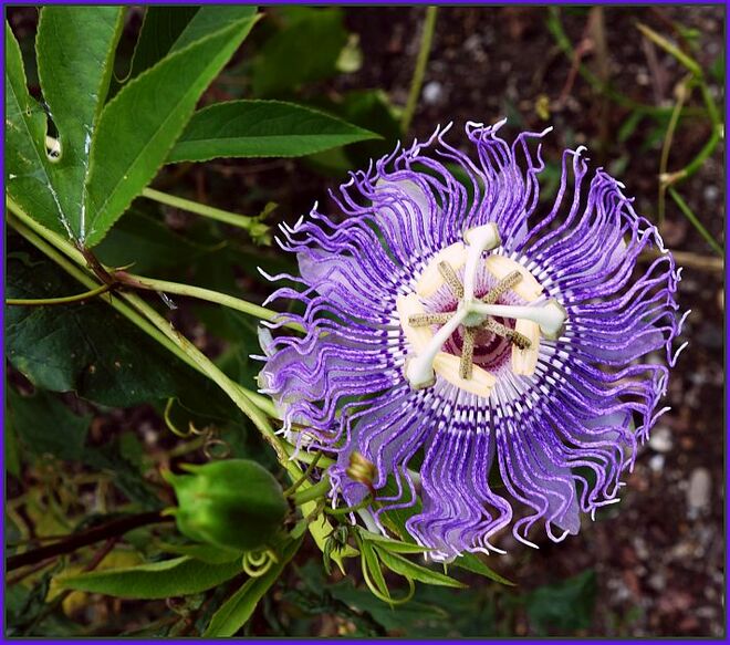 Blüte der Passionsblume