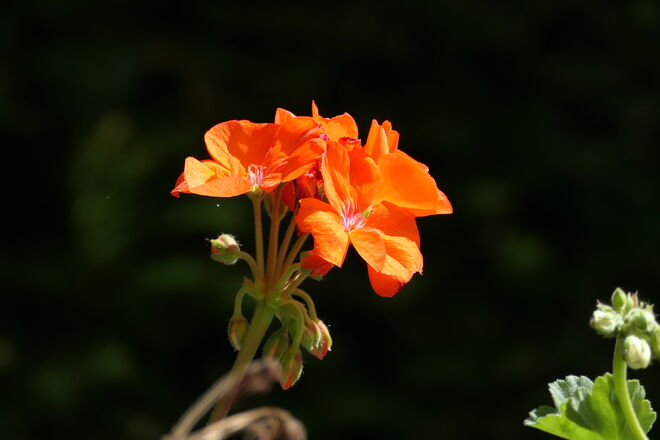 Leuchten in der "Dunkelheit"