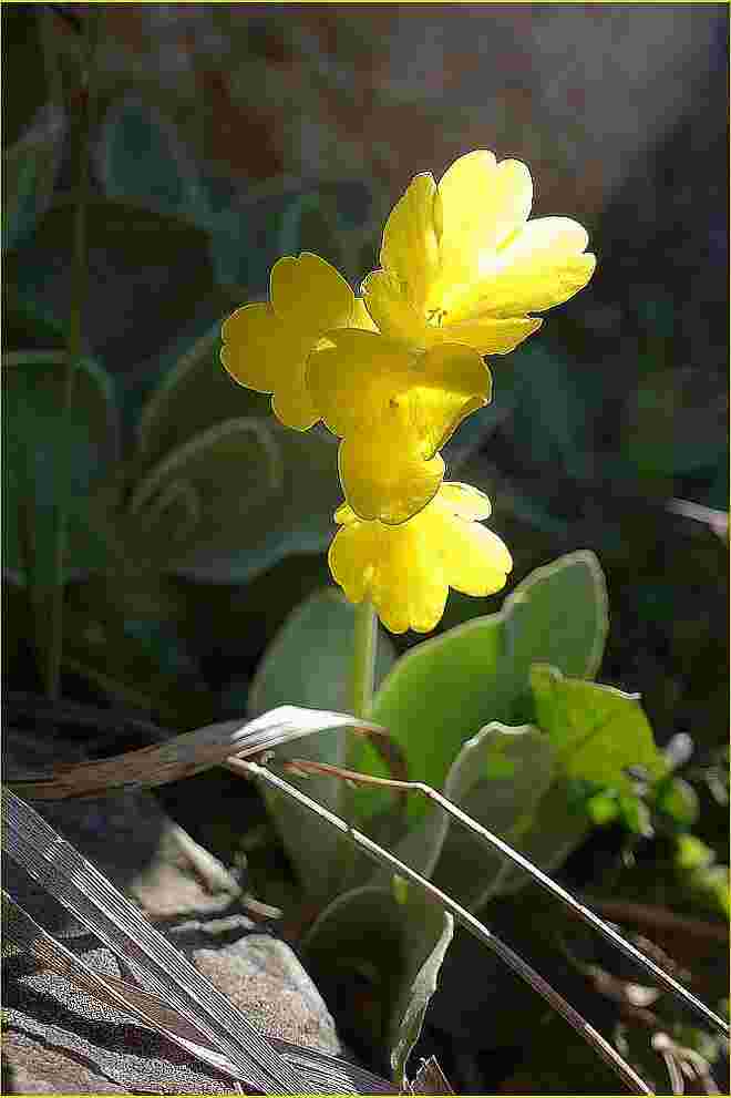 . . . ein leuchtendes Osterfest !