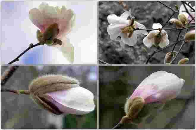 Die weißen Magnolien blühen