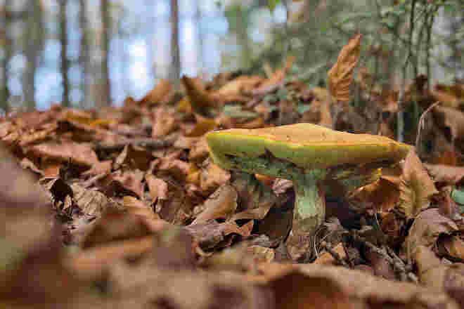 Pilz mit Herbstlaub.