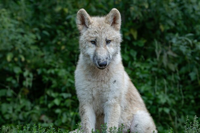 Polarwolfjunges 2