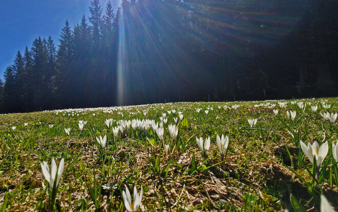 Krokus Almwiesse