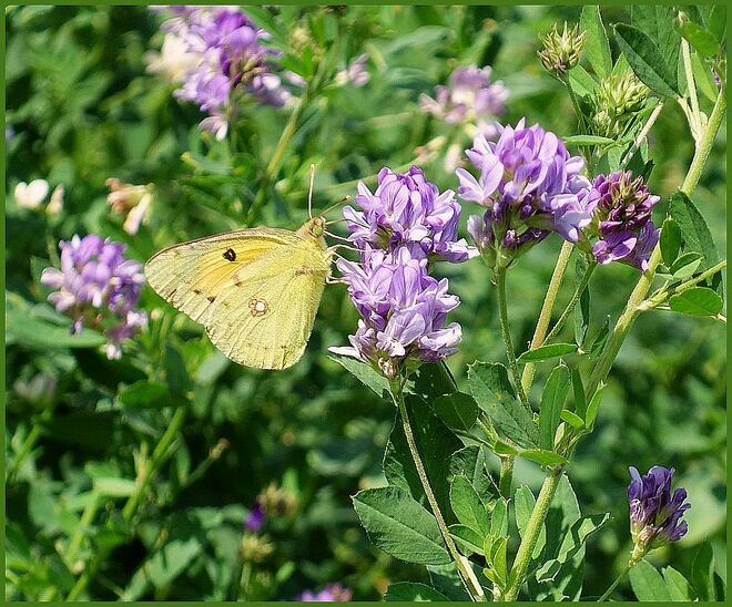 ... mehrere davon flatterten eifrigst .....