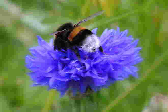 "IM BLAUEN BETT"