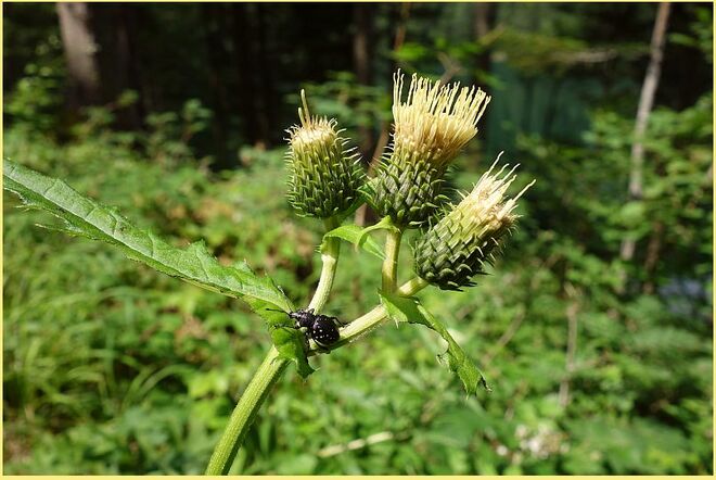 Hoch geklettert oder geflogen 