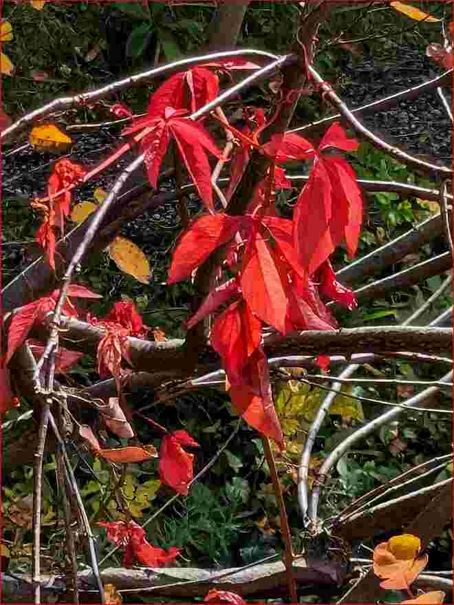 . . . ROTE Reste . . . . 