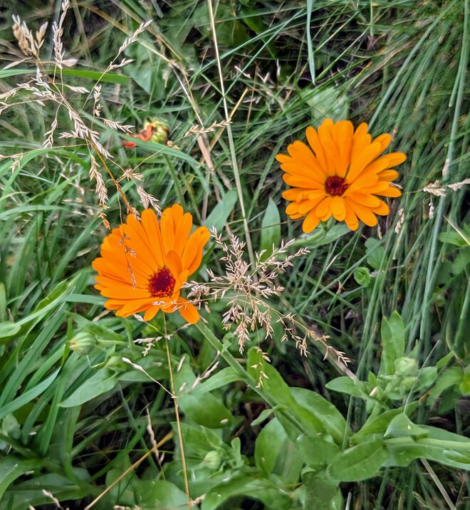 . . . weit weg vom Gartenzaun . . . 