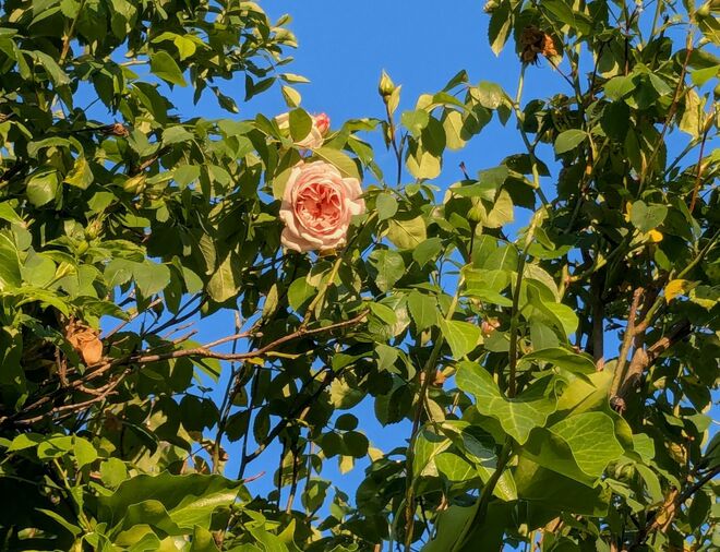 lacht auf mich herunter . . . 