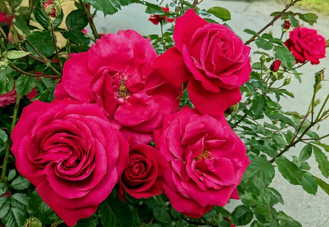 . . . allüberall . . . Rosen und Rosen und Rosen . . .